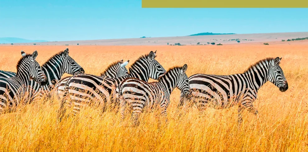 Kenya - Safari Essenza